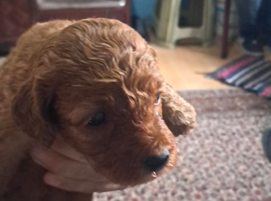 Kilo Garantili Toy Poodle Yavrular görsel