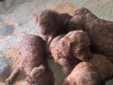 Kilo Garantili Toy Poodle Yavrular