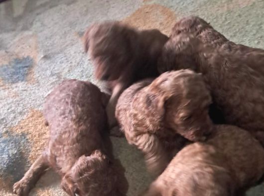 Kilo Garantili Toy Poodle Yavrular görsel
