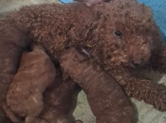 Kilo Garantili Toy Poodle Yavrular
