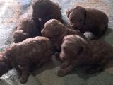 Kilo Garantili Toy Poodle Yavrular