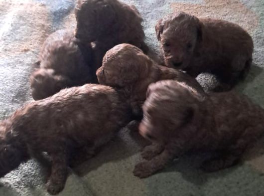 Kilo Garantili Toy Poodle Yavrular görsel