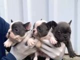 A Kalite Blue Point French Buldog Yavrular