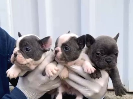 A Kalite Blue Point French Buldog Yavrular görsel