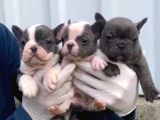 A Kalite Blue Point French Buldog Yavrular