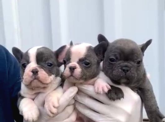 A Kalite Blue Point French Buldog Yavrular görsel