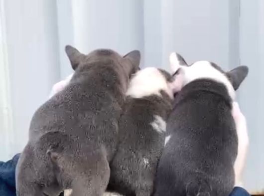 A Kalite Blue Point French Buldog Yavrular görsel