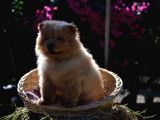 Ayi Surat Chow Chow Yavrularimiz
