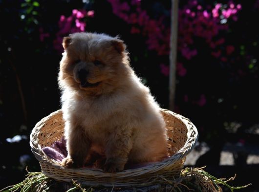 Ayi Surat Chow Chow Yavrularimiz görsel