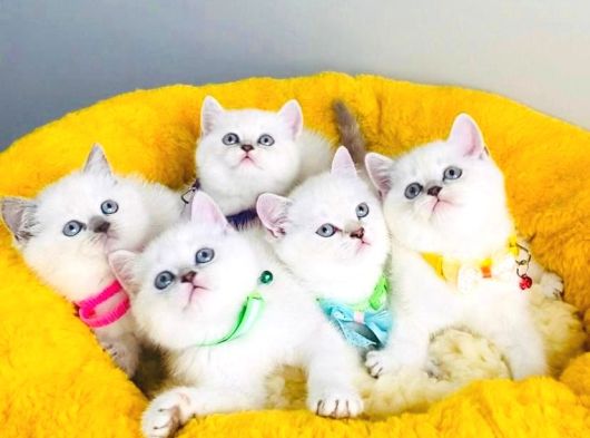 Maviş Point British Shorthair Bebeklerim