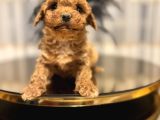 Core Toy Poodle Bebekler