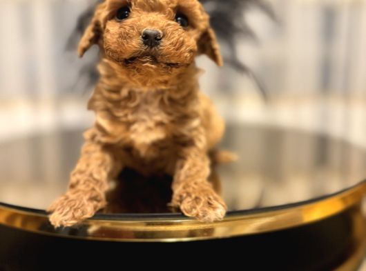 Core Toy Poodle Bebekler görsel