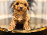 Core Toy Poodle Bebekler