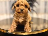 Core teacup poodle bebekler