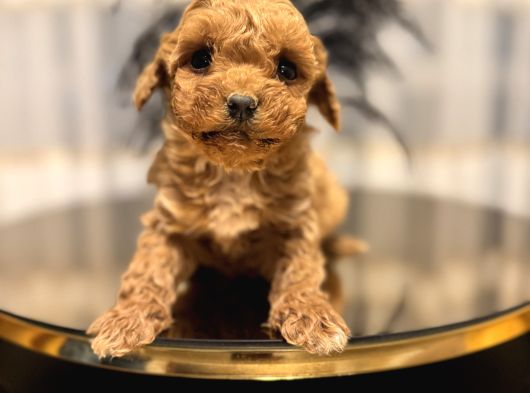Core Teacup Poodle Bebekler