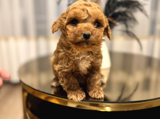 Core Teacup Poodle Bebekler görsel