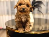 Core Toy Poodle Bebekler