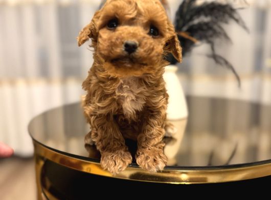 Core Teacup Poodle Bebekler görsel