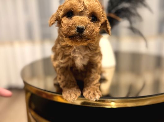 Core Toy Poodle Bebekler görsel