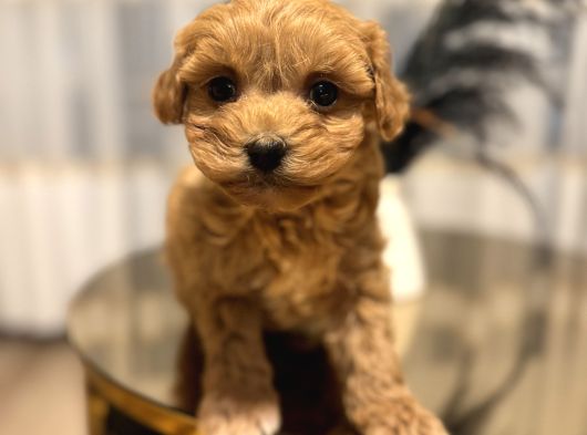 Core Teacup Poodle Bebekler görsel