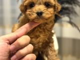 Core Toy Poodle Bebekler