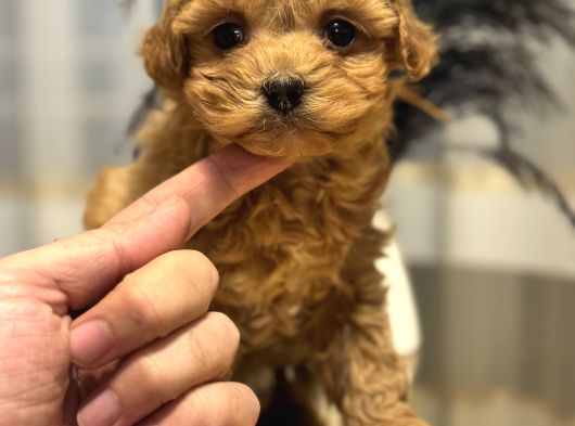 Core Toy Poodle Bebekler görsel