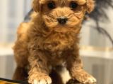 Core Toy Poodle Bebekler