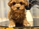 Core Toy Poodle Bebekler