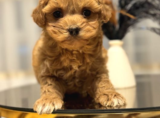 Core Toy Poodle Bebekler görsel