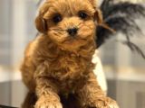 Core Toy Poodle Bebekler