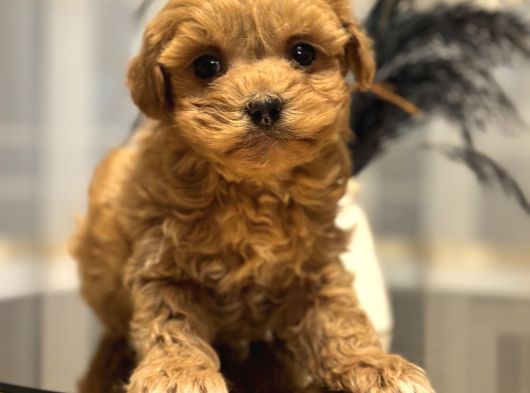 Core Teacup Poodle Bebekler görsel