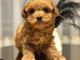 Core Toy Poodle Bebekler
