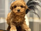 Core Toy Poodle Bebekler