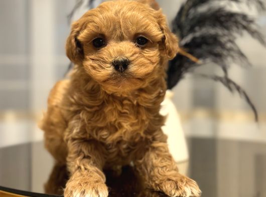 Core Toy Poodle Bebekler görsel