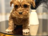 Core Teacup Poodle Bebekler