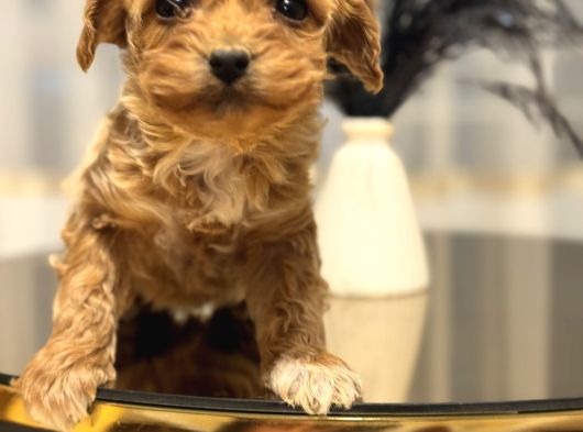 Core Toy Poodle Bebekler görsel