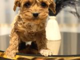 Core Toy Poodle Bebekler