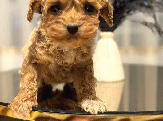 Core Toy Poodle Bebekler görsel