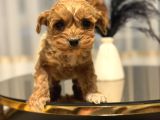 Core Teacup Poodle Bebekler
