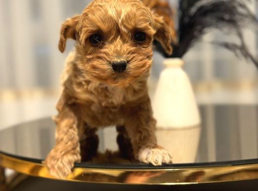 Core Teacup Poodle Bebekler görsel