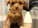 Core Toy Poodle Bebekler