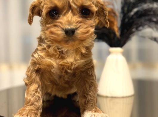 Core Toy Poodle Bebekler görsel