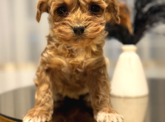 Core Toy Poodle Bebekler görsel