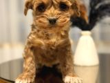 Core Teacup Poodle Bebekler