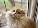 Full Scr Li Erkek Kedi