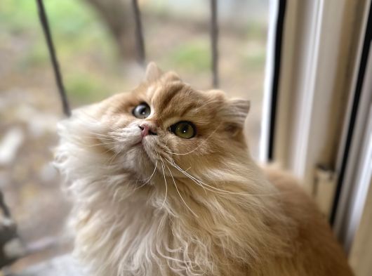 Full Scr Li Erkek Kedi görsel