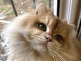 Full Scr Li Erkek Kedi