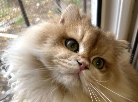 Full Scr Li Erkek Kedi görsel