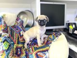 Minyatür pug Yavrumuz