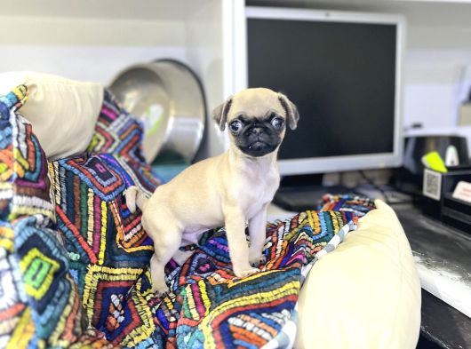 Minyatür Pug Yavrumuz